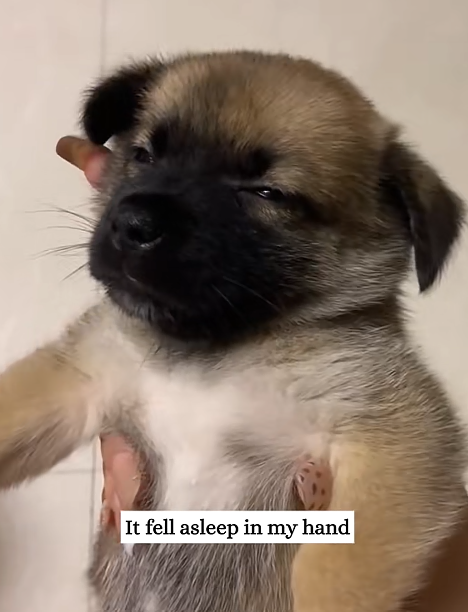 It fell asleep in my hand