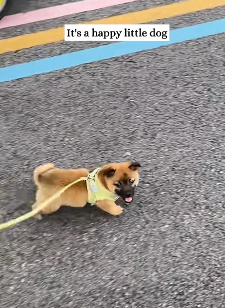 It's a happy little dog