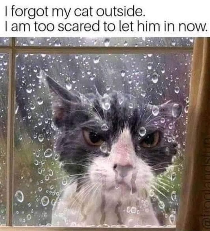 I forgot my cat outside. I am too scared to let him in now. CO