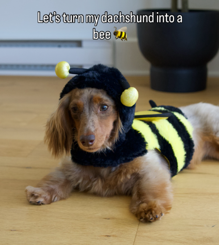 Let's turn my dachshund into a bee