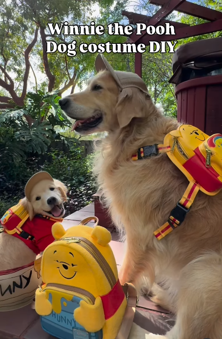 NY Winnie the Pooh Dog costume DIY HUNNY