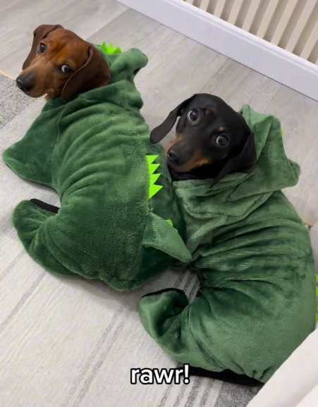 rawr!