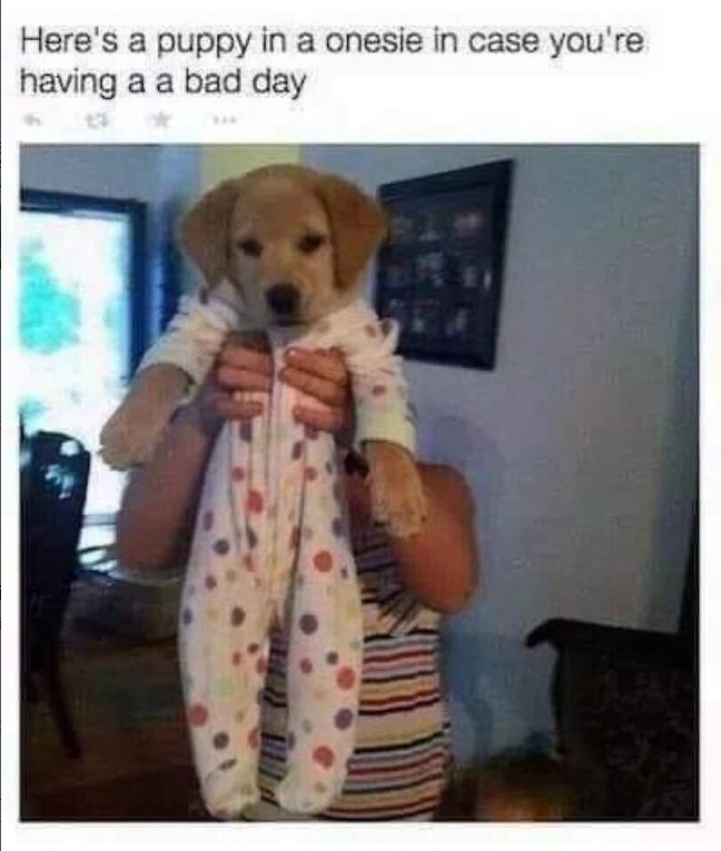 Here's a puppy in a onesie in case you're having a a bad day