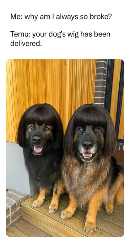 Me: why am I always so broke? Temu: your dog's wig has been delivered. m