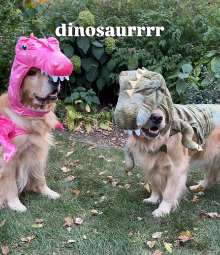 dinosaurrrr