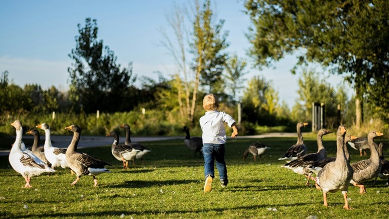 A little boy standing next to a flock of geese