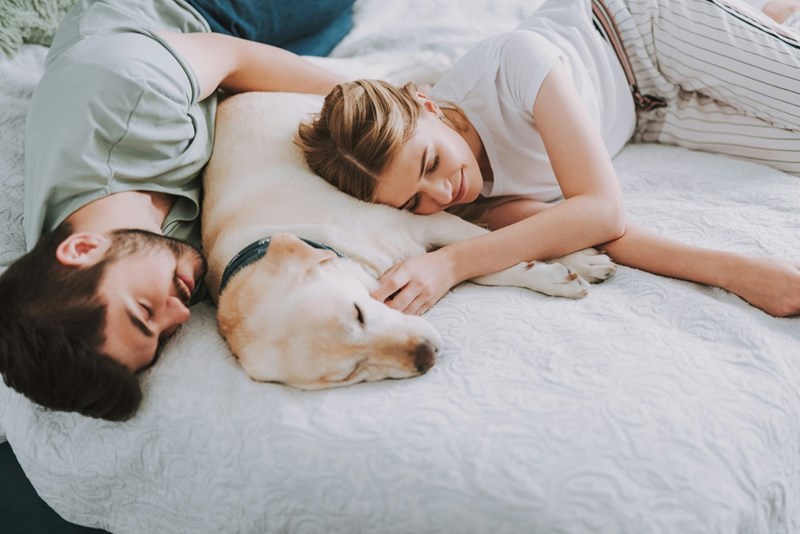 Couple sleeping while resting with their dog in bed