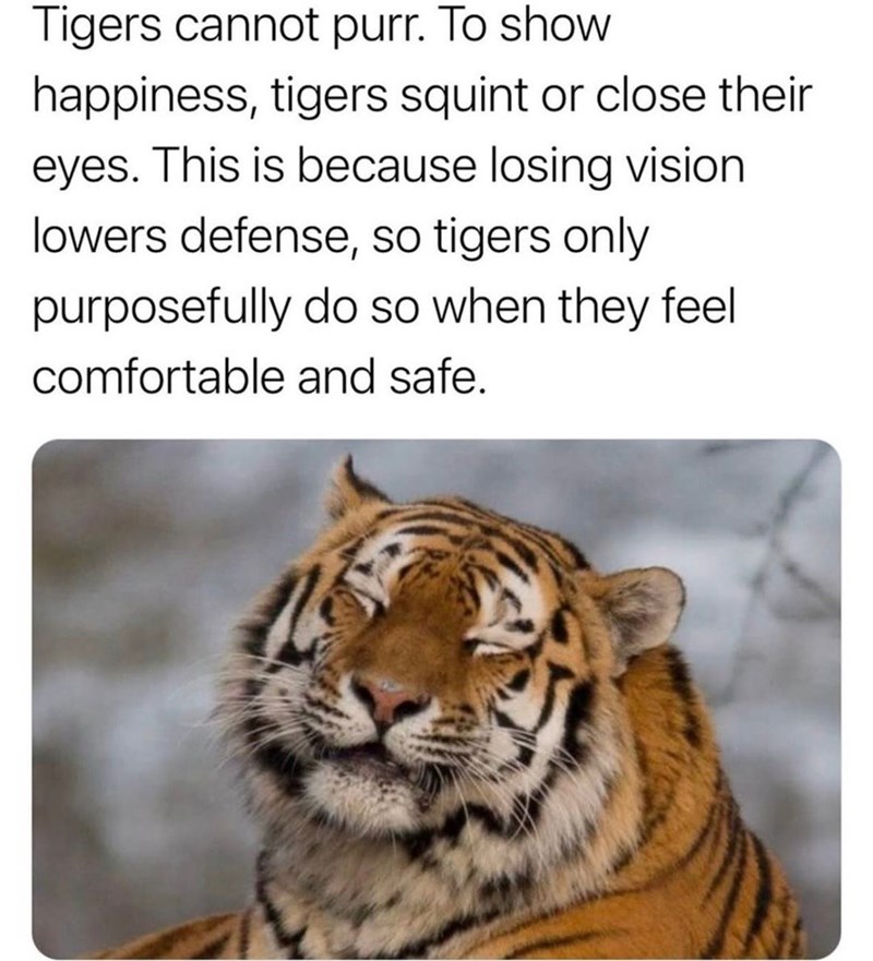 Tigers cannot purr. To show happiness, tigers squint or close their eyes. This is because losing vision lowers defense, so tigers only purposefully do so when they feel comfortable and safe.