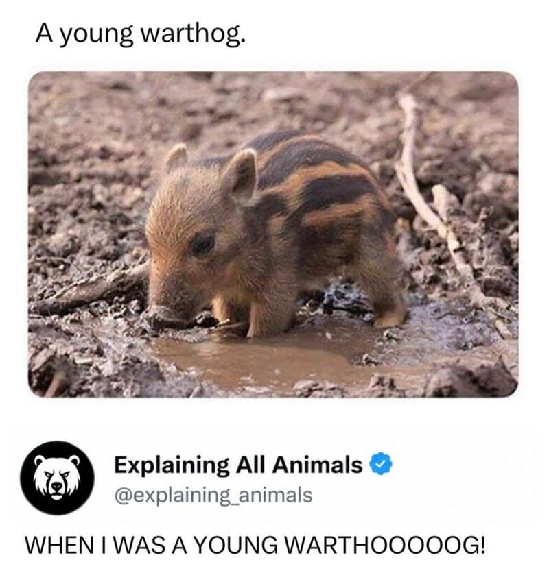 A young warthog. Explaining All Animals @explaining_animals WHEN I WAS A YOUNG WARTHOOOOOG!