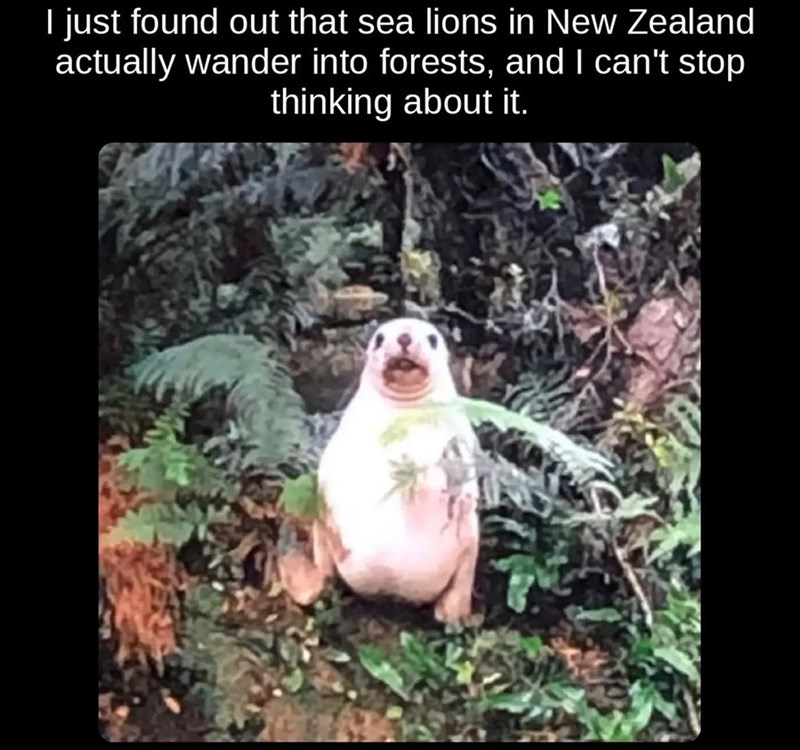 I just found out that sea lions in New Zealand actually wander into forests, and I can't stop thinking about it.