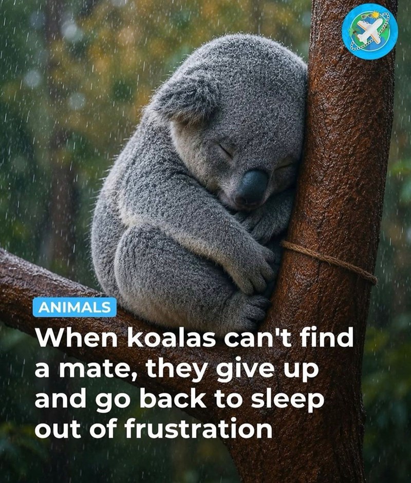 ANIMALS When koalas can't find a mate, they give up and go back to sleep out of frustration