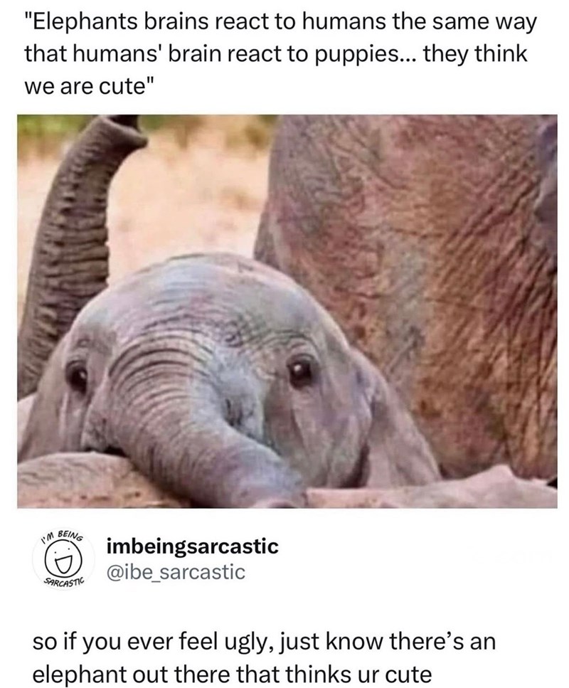 "Elephants brains react to humans the same way that humans' brain react to puppies... they think we are cute" I'M BEING SARCASTIC imbeingsarcastic @ibe_sarcastic so if you ever feel ugly, just know there's an elephant out there that thinks ur cute