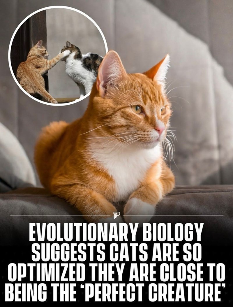 P EVOLUTIONARY BIOLOGY SUGGESTS CATS ARE SO OPTIMIZED THEY ARE CLOSE TO BEING THE "PERFECT CREATURE'