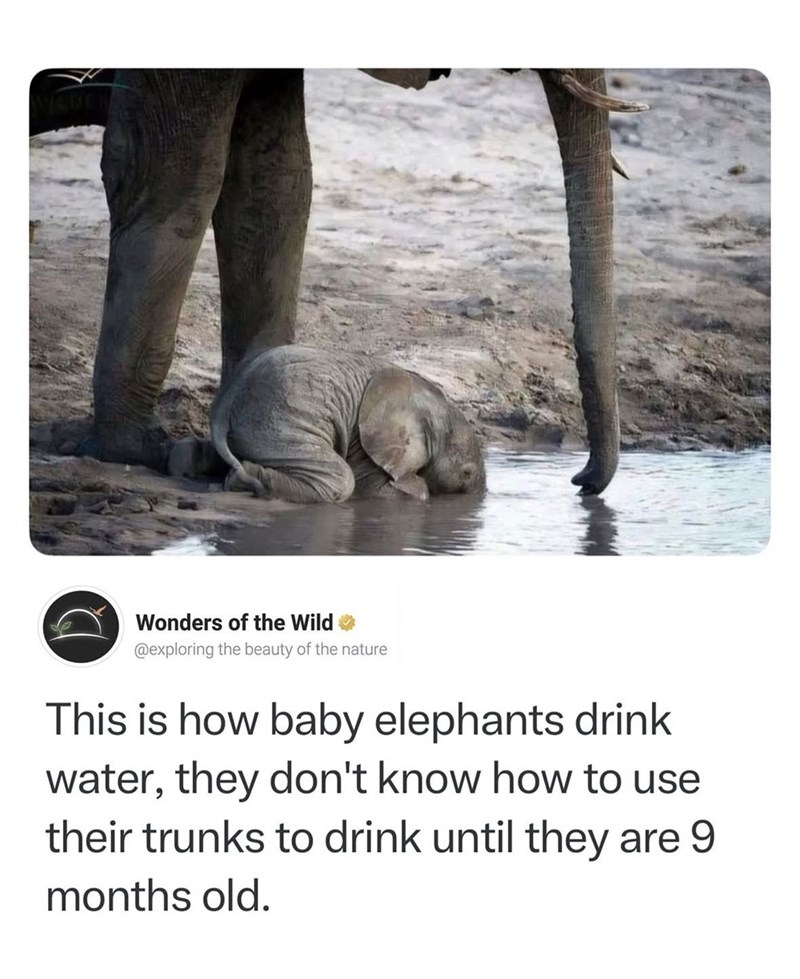 Wonders of the Wild @exploring the beauty of the nature This is how baby elephants drink water, they don't know how to use their trunks to drink until they are 9 months old.