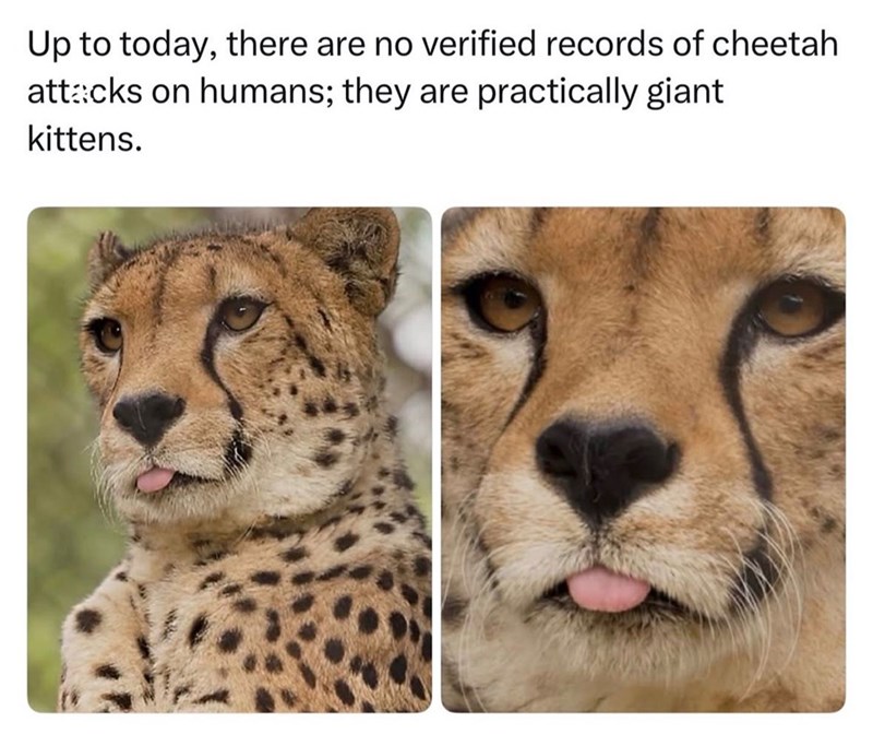Up to today, there are no verified records of cheetah attacks on humans; they are practically giant kittens.