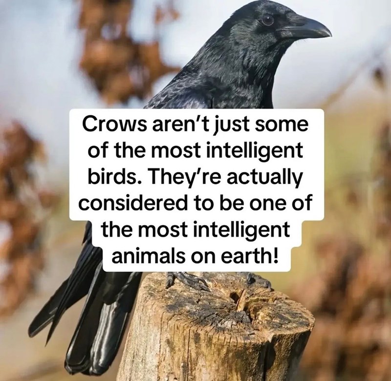 Crows aren't just some of the most intelligent birds. They're actually considered to be one of the most intelligent animals on earth!