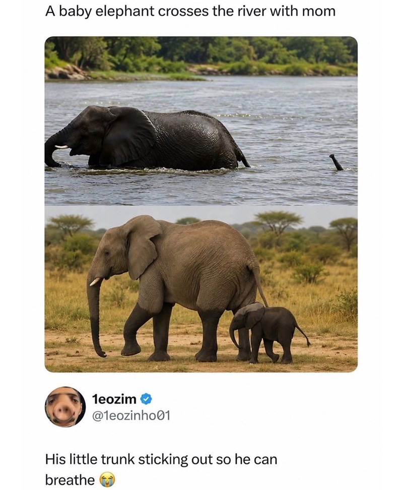 A baby elephant crosses the river with mom 1eozim @1eozinho01 His little trunk sticking out so he can breathe