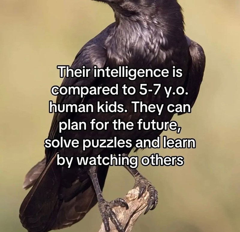Their intelligence is compared to 5-7 y.o. human kids. They can plan for the future, solve puzzles and learn by watching others