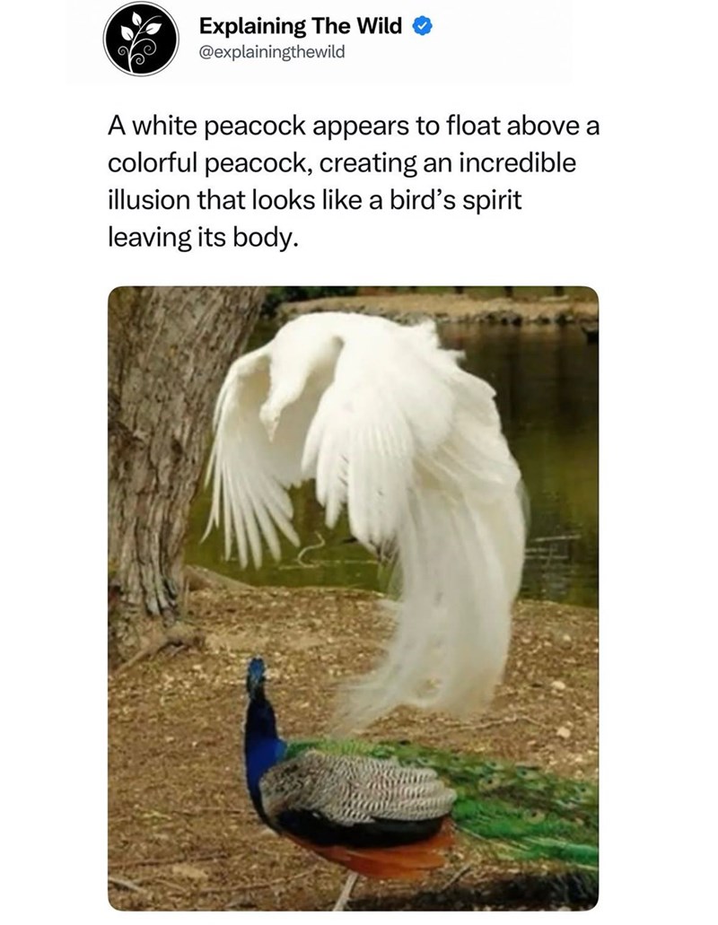 Explaining The Wild @explainingthewild A white peacock appears to float above a colorful peacock, creating an incredible illusion that looks like a bird's spirit leaving its body.