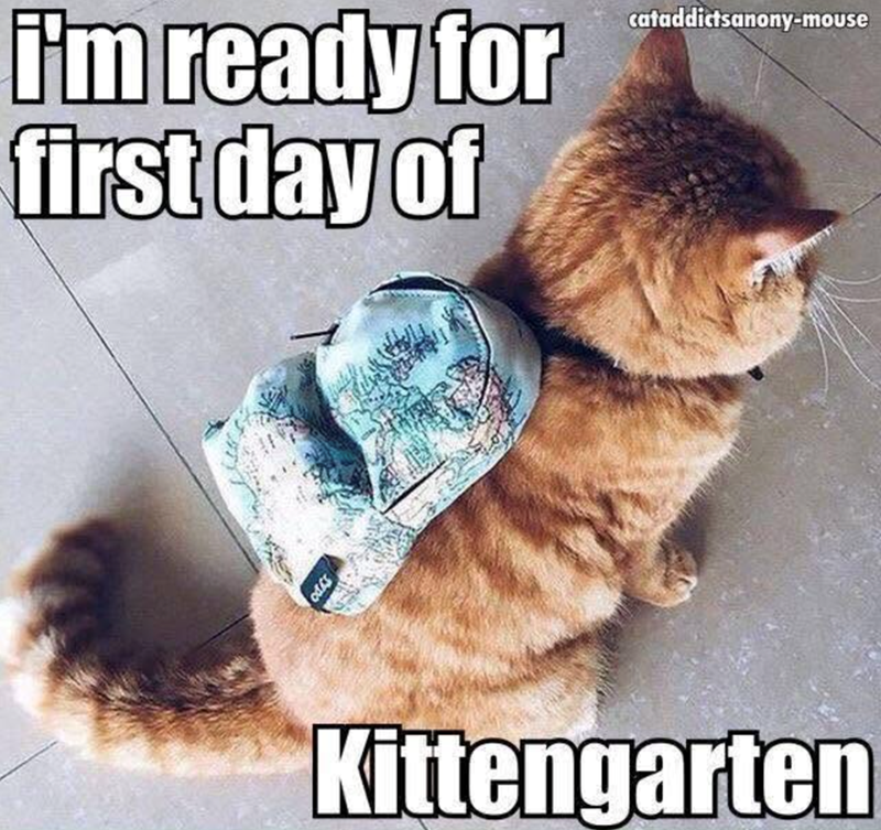i'm ready for first day of Sypo cataddictsanony-mouse Kittengarten
