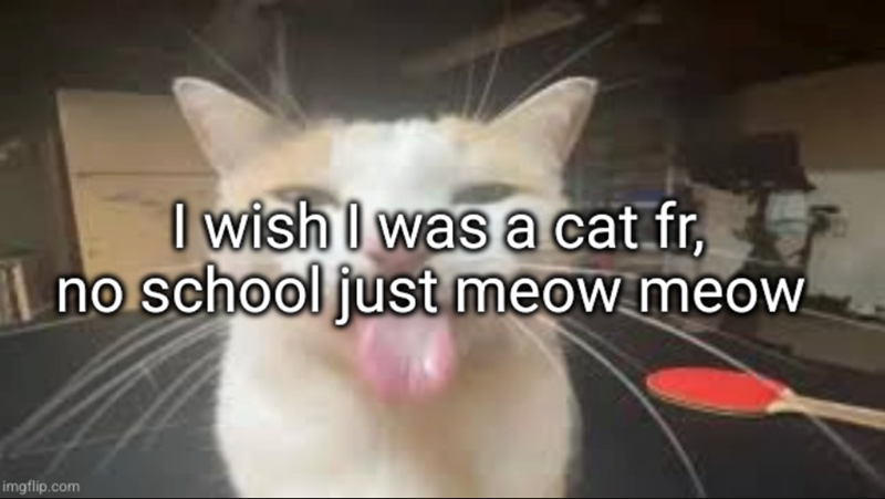 I wish I was a cat fr, no school just meow meow imgflip.com