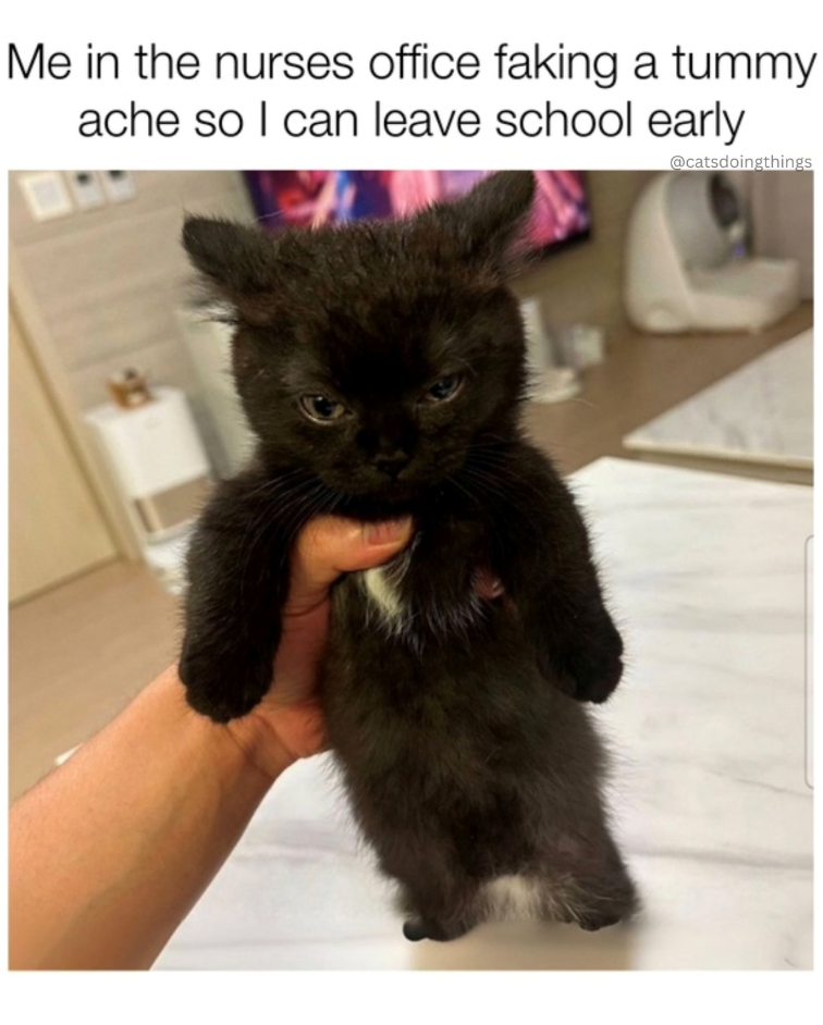 Me in the nurses office faking a tummy ache so I can leave school early 19 @catsdoingthings