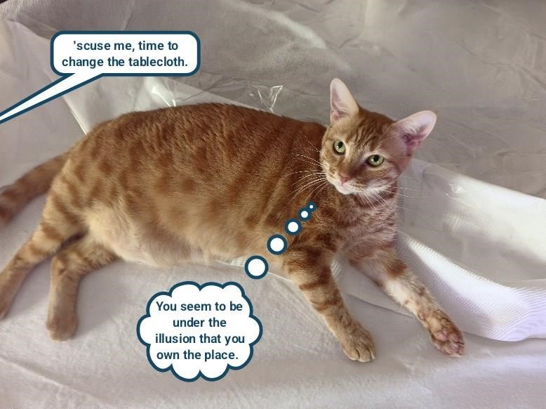 'scuse me, time to change the tablecloth. You seem to be under the illusion that you, own the place.