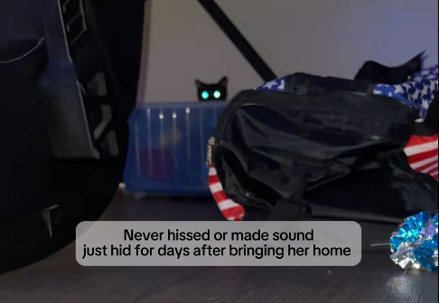 B Never hissed or made sound just hid for days after bringing her home