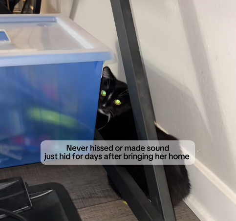 Never hissed or made sound just hid for days after bringing her home