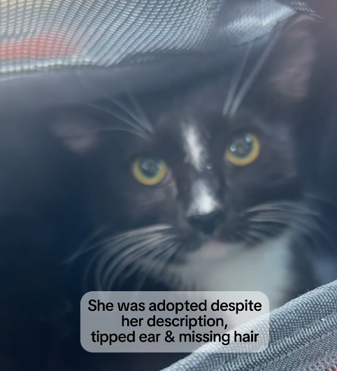 She was adopted despite her description, tipped ear & missing hair