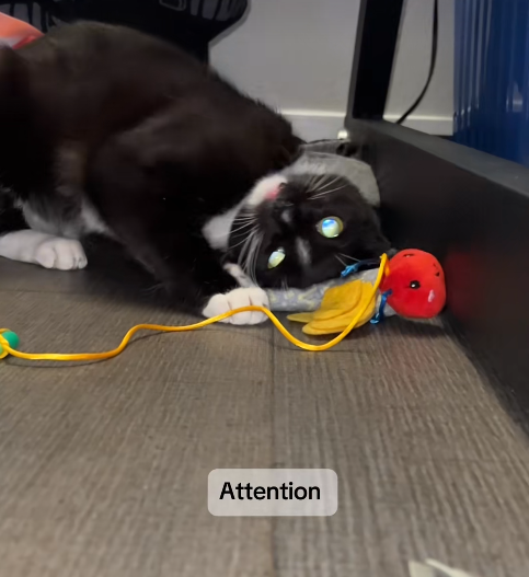Attention