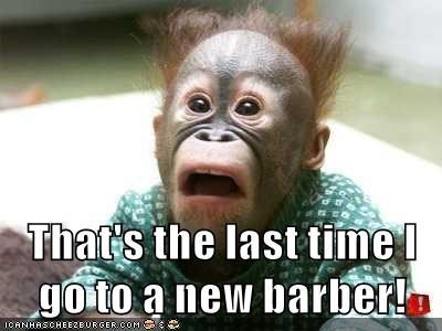That's the last time I goito a new barber! ICANHASCHEEZBURGER.COM