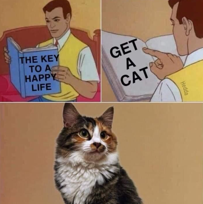 THE KEY TO AC HAPPY LIFE GET A CAT Hedda