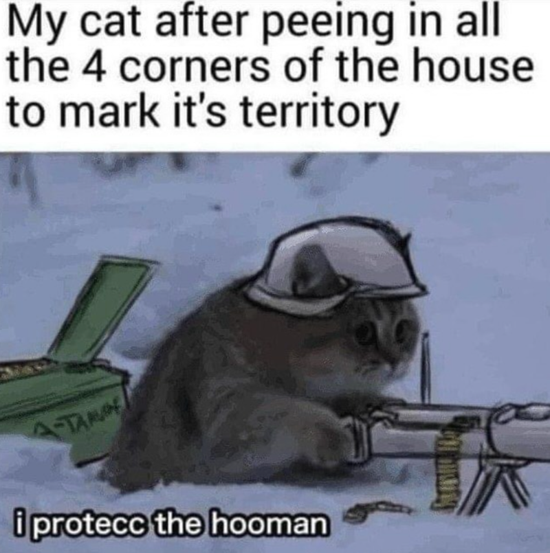 My cat after peeing in all the 4 corners of the house to mark it's territory A-TANU i protecc the hooman