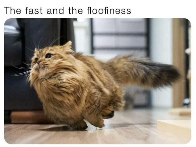 The fast and the floofiness