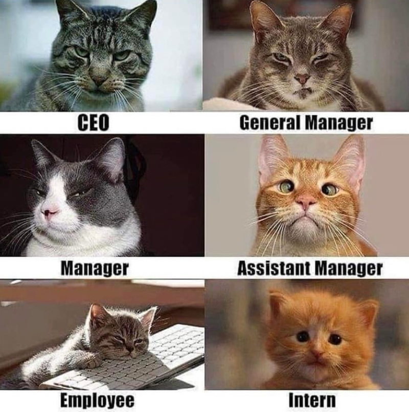 CEO General Manager Manager Assistant Manager Employee Intern
