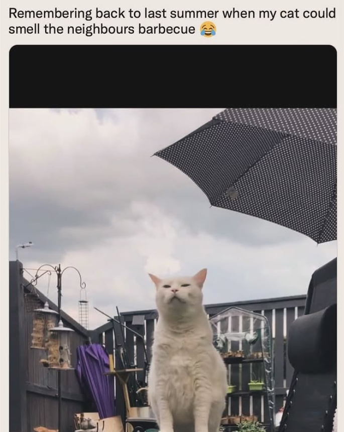Remembering back to last summer when my cat could smell the neighbours barbecue