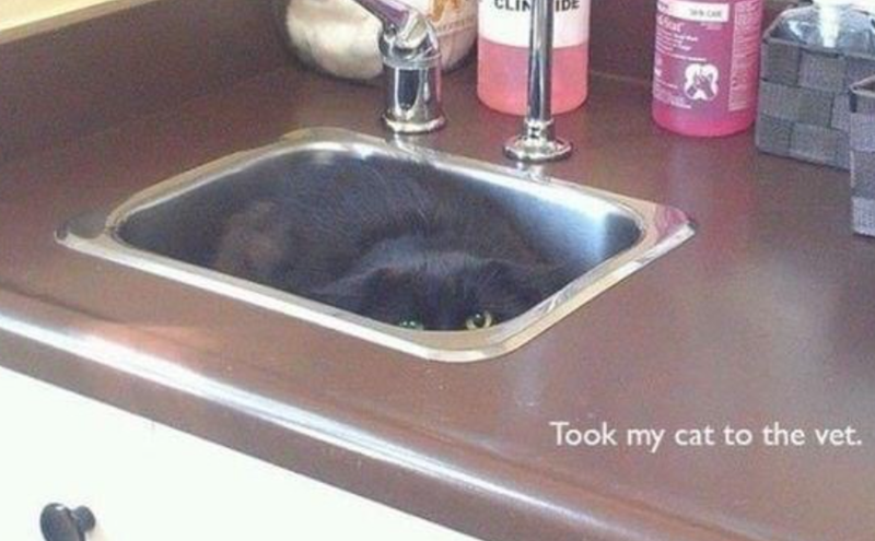 CAVE Took my cat to the vet.