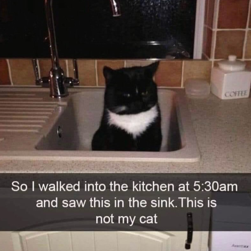 COFFEE So I walked into the kitchen at 5:30am and saw this in the sink. This is not my cat Avantixx