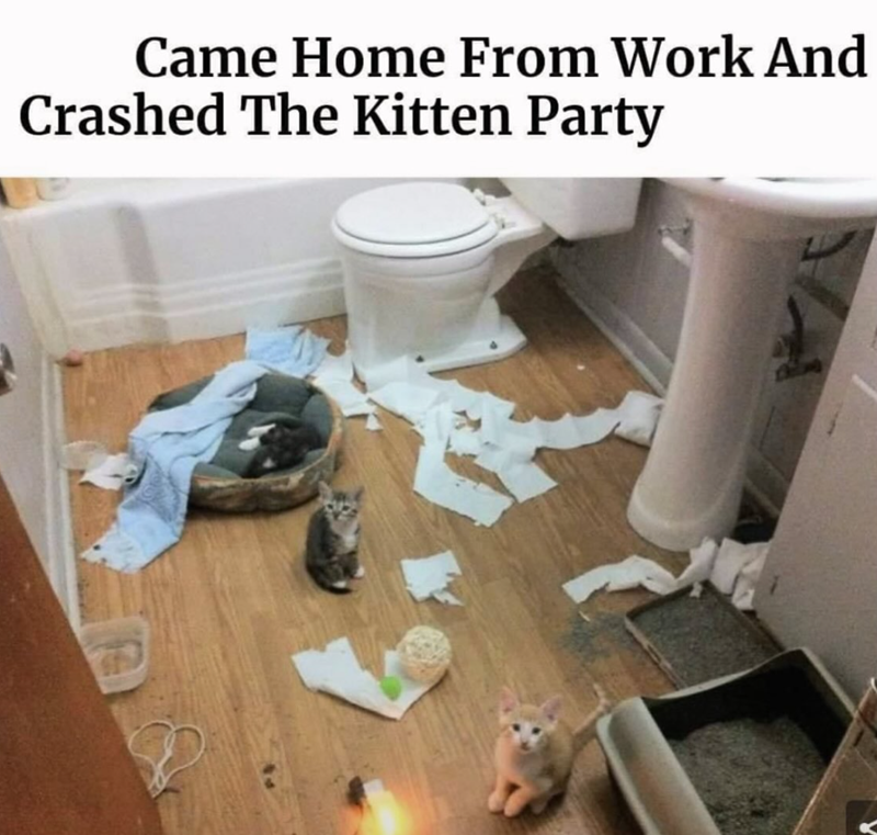Came Home From Work And Crashed The Kitten Party