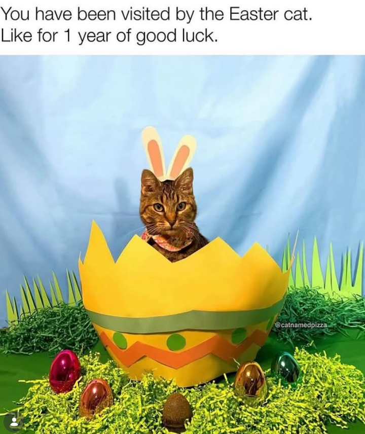 You have been visited by the Easter cat. Like for 1 year of good luck. @catnamedpizza