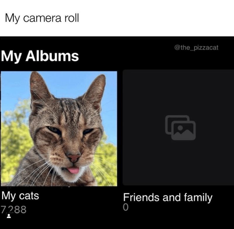 My camera roll My Albums My cats 7.288 @the_pizzacat Friends and family 0