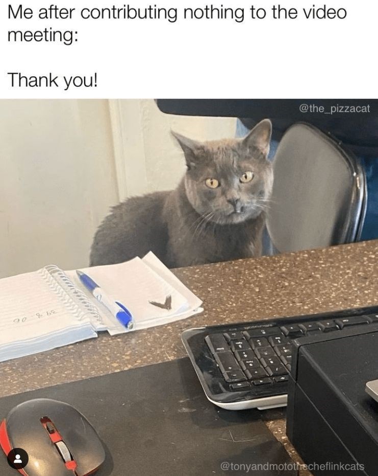 Me after contributing nothing to the video. meeting: Thank you! 90 be @the_pizzacat @tonyandmotothecheflinkcats