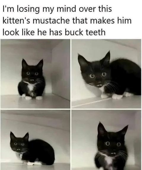 I'm losing my mind over this kitten's mustache that makes him look like he has buck teeth 00