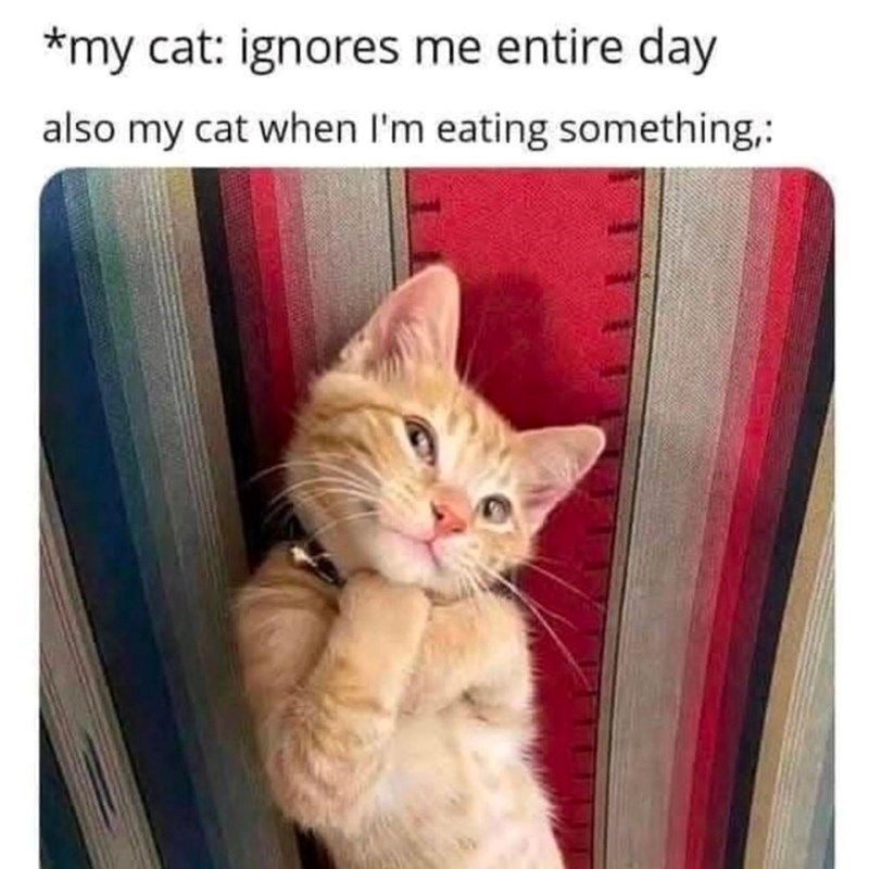 *my cat: ignores me entire day also my cat when I'm eating something,: