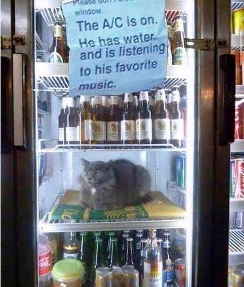 window. The A/C is on. He has water and is listening to his favorite music, CONTIS