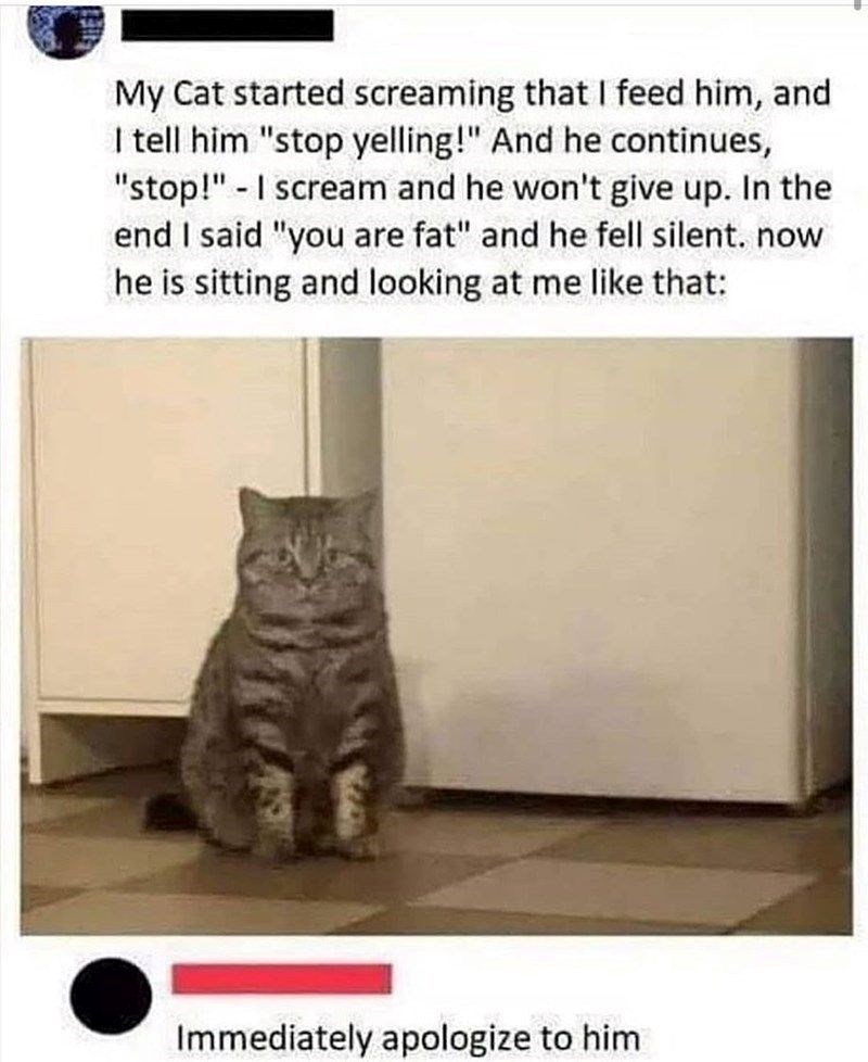 My Cat started screaming that I feed him, and I tell him "stop yelling!" And he continues, "stop!" - I scream and he won't give up. In the end I said "you are fat" and he fell silent. now he is sitting and looking at me like that: Immediately apologize to him