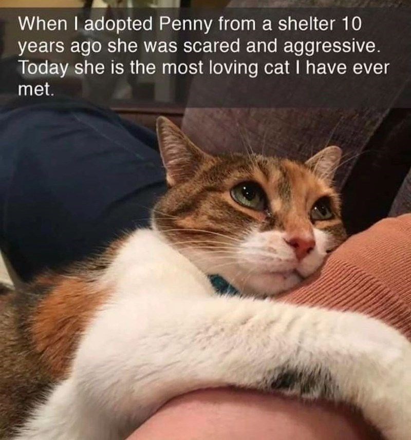 When I adopted Penny from a shelter 10 years ago she was scared and aggressive. Today she is the most loving cat I have ever met.