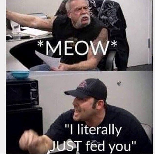 *MEOW* "I literally JUST fed you"