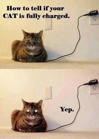 How to tell if your CAT is fully charged. Yep.